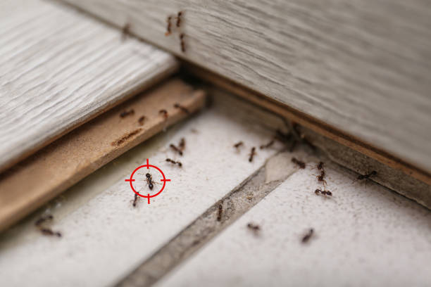 Best Flea Control Services  in South Floral Park, NY